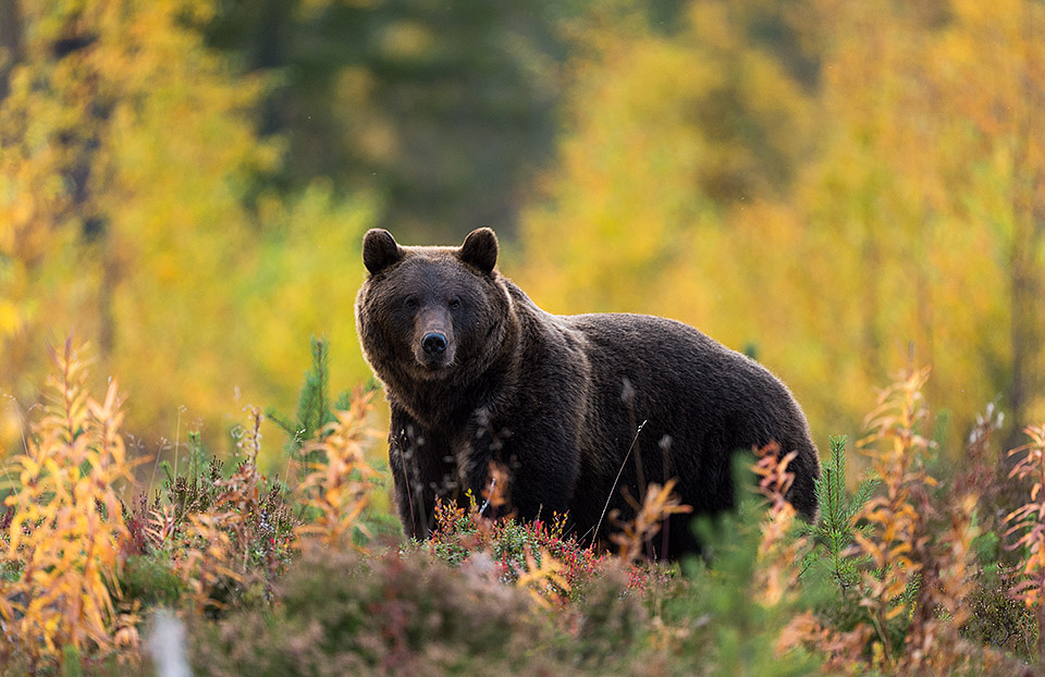 Bear in autumncolors